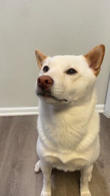 🍌 ASMR 
-
-
-
#doglife #dogasmr #dogtreat #shibainudog