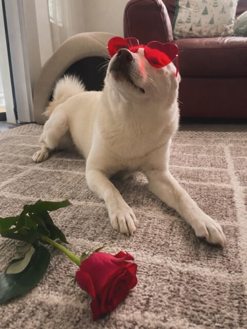To: My Valentine ❣️

Comment “🦴” so I know you received my candy gram this year💌

-
-
-
#valentinesday #vday #lookingforagirlfriend🐶