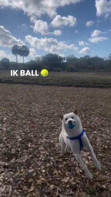 He knows ball🎾 😎 
-
-
-
#dogsofinsta #balltrend #igdog #fetchislife #ballislife