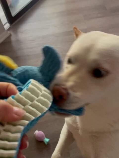 I heard birthdays are supposed to be one day… so I fixed that. 🎉🦊

Turned mine into a full week of new toys, squeakers, and absolute destruction.
If it made noise, it didn’t last. If it had stuffing, it’s currently all over the house. 🧸🐘🐥

Some dogs collect toys… I collect wins.
Still cute, still unhinged, still running this house like it’s mine. 🐾🎂

Thank you for all my birthday wishes 🤗💗🫶🏼

#shibainulife #dogbirthday #dogreels #dogcontent