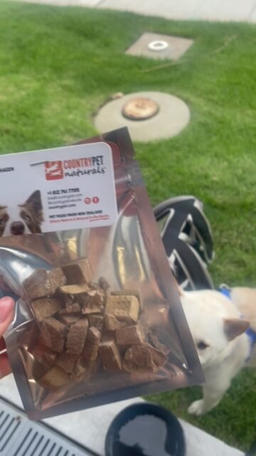 We were just out grabbing pizza with Cooper when the owners of Country Pet Naturals walked over and surprised him with some of their freeze-dried venison treats. 🥹 They were so kind, and of course Cooper had to give them his official taste test. Safe to say… he approved. ❤️🐕

-
-
-
-
#doglife #treats #shiba #napleslf #countrypetnaturals