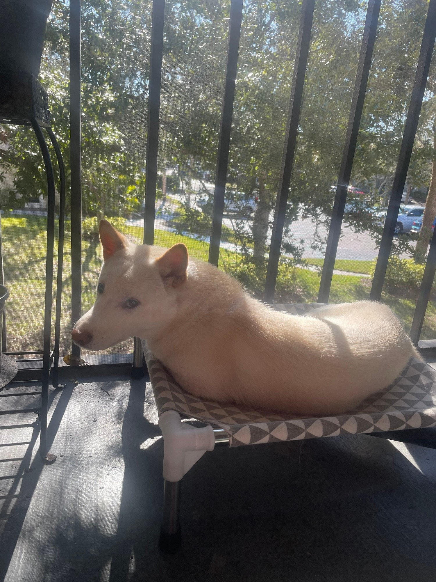 The Best Cozy Dog Beds Your Pup Will Love