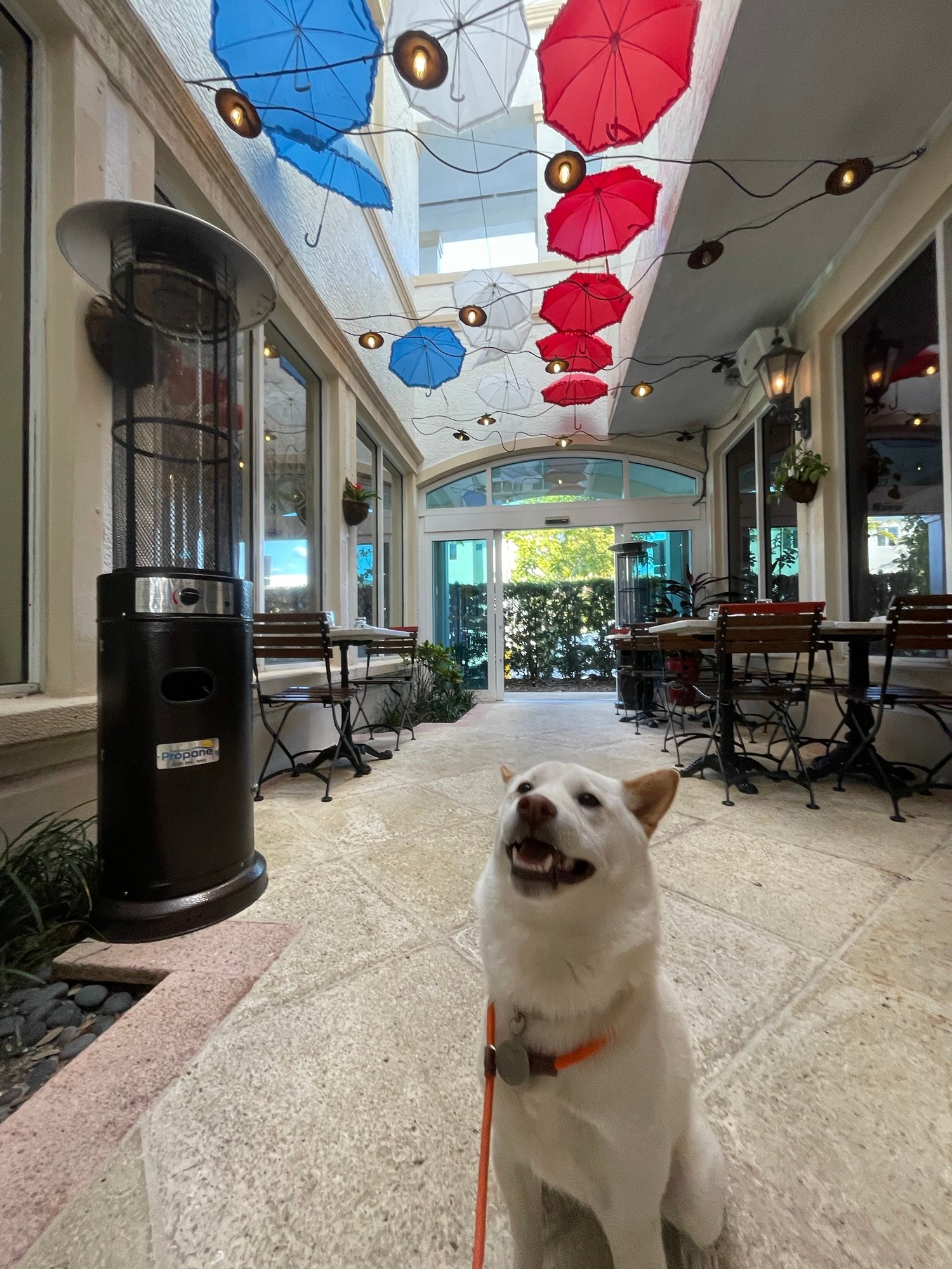 Paws & Patio: Top Dog-friendly Restaurants in Naples FL That Welcome Your Dog