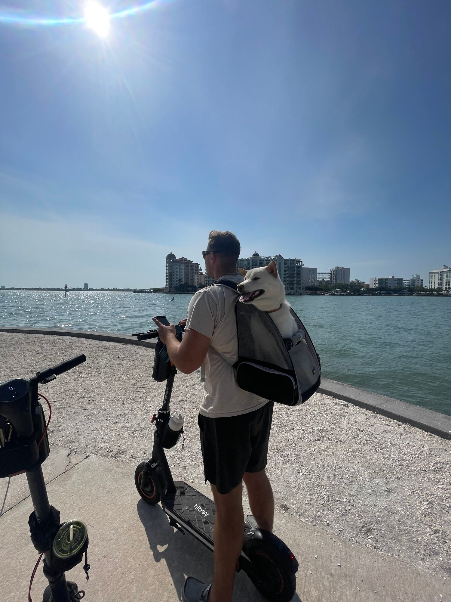 Traveling with your pup: 10 Must-Know Tips for a Stress-Free Trip